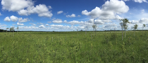 View of the Store Mosse Nationalpark